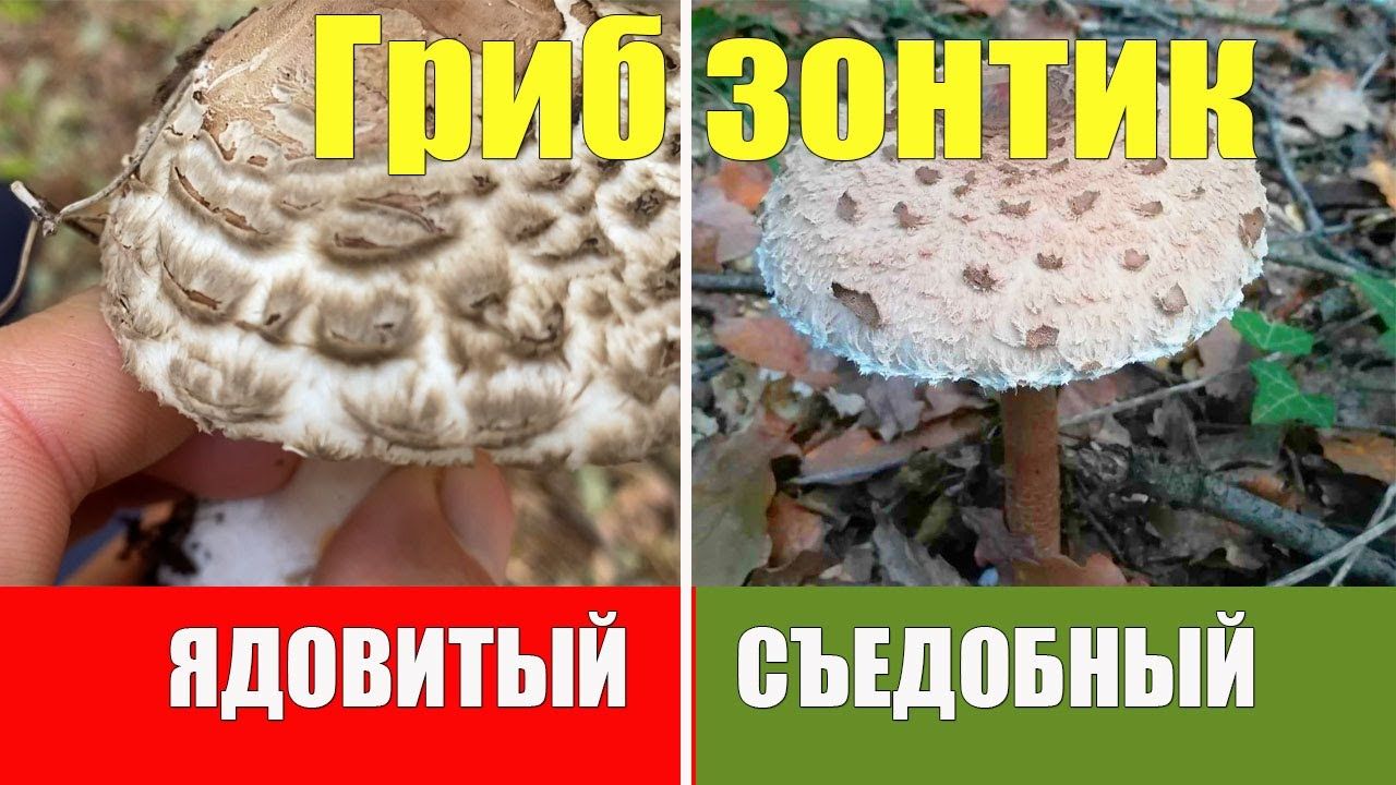 Отравление грибами