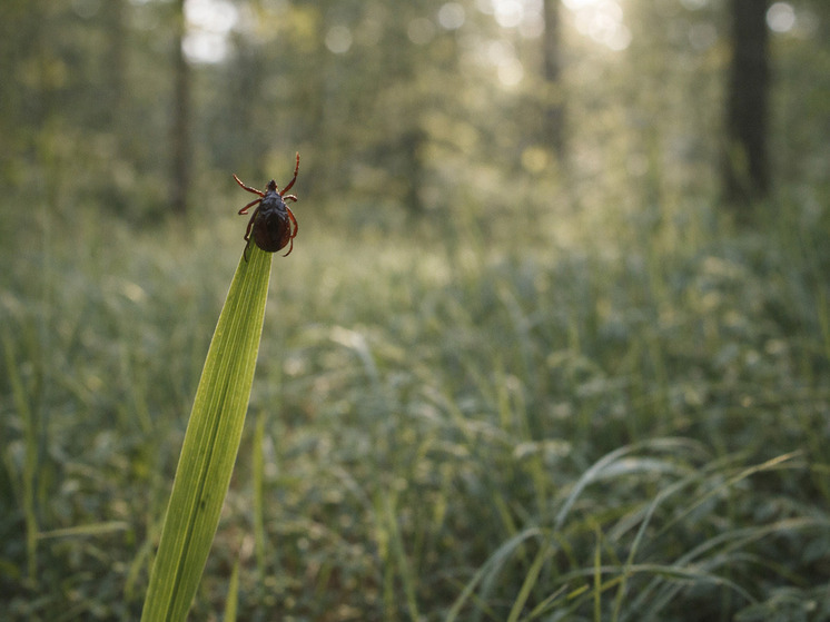Клещи вышли на охоту!!! Как защитить себя от клещевых инфекций